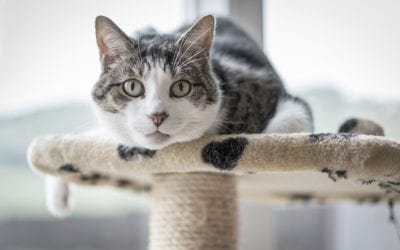 Reducing Stress for Indoor Cats