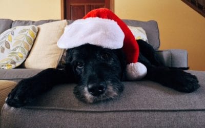 Holiday Hazards