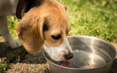 How Often Should You Wash Your Pet’s Dish?