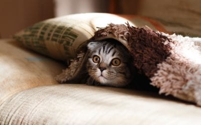 Dealing With New Year’s Eve Noise