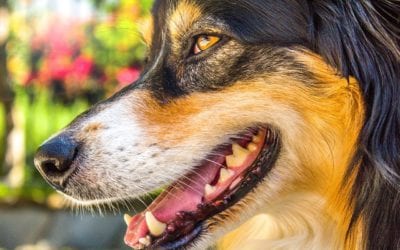 How To Brush Your Pet’s Teeth
