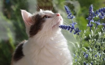 Does Your Pet Have Allergies?