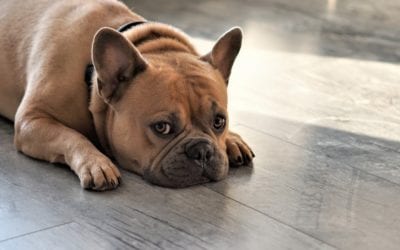 Trash Can Dangers For Your Pets