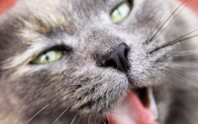 What Does My Cat’s Aggression Mean?