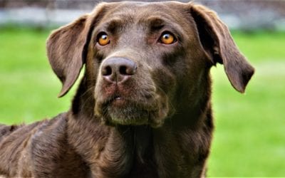 What You Need to Know About Heartworm