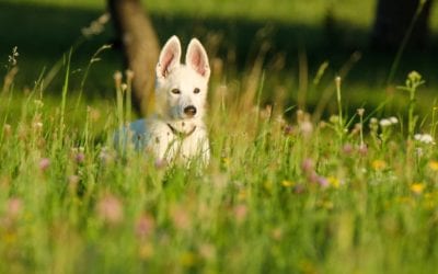 5 Tips to Keep Your Pet Healthy this Spring