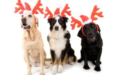 10 Holiday Pet Dangers