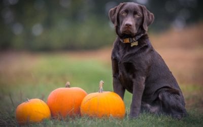3 Halloween Pet Safety Tips