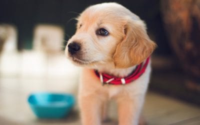 How to Choose the Right Dog for Your Family