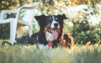5 Common Odd Dog Behaviors