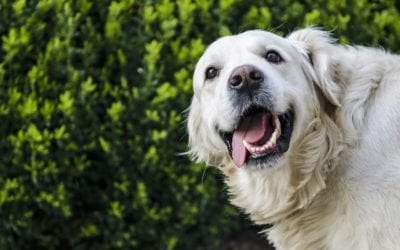 How to Stop Your Excited Dog From Urinating
