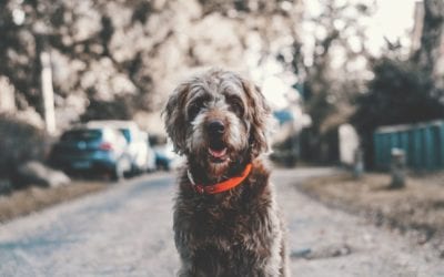 Why You Should Microchip Your Pets