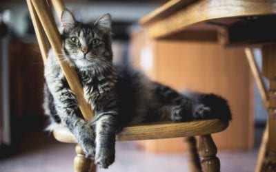 Basic Feline Care