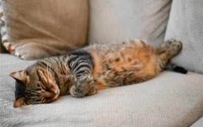 Get Your Cat to Stop Scratching Your Furniture