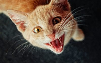 Feline Odontoclastic Resorptive Lesions: What You Need to Know