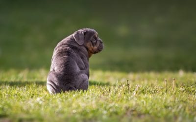 Why Does Your Puppy Need to Be Socialized?