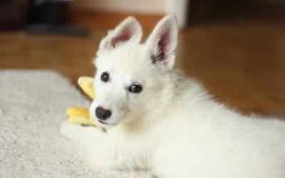 5 Steps for Getting Ready for a Pet Sitter