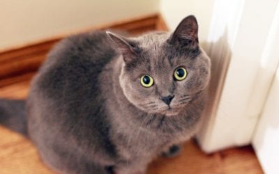 Cracking the Code on Your Cat’s Body Language