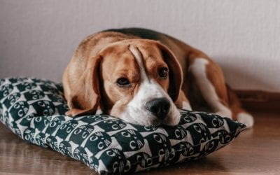 Your Pet’s Mental and Physical Well-Being