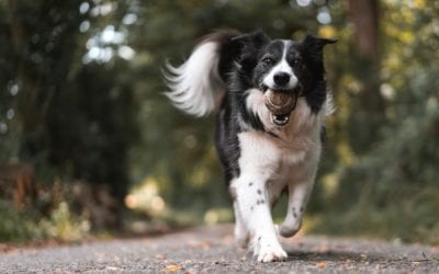 3 Tips on Using Positive Reinforcement to Train Your Dog