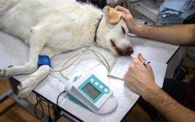 Keeping Your Pet Safe During Anesthesia