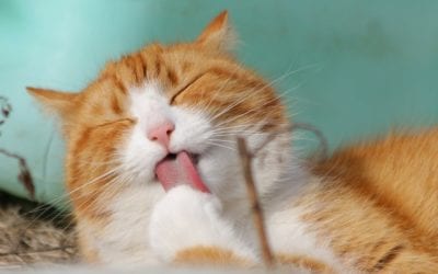 Spot Pain in Your Pet