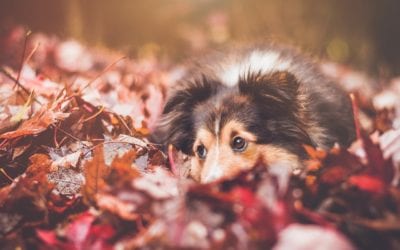 Thanksgiving and Pets