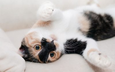3 Ways to Celebrate Your Love for Cats