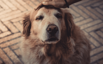 A Budget-Friendly Guide to Caring for an Aging Pet