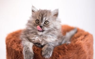 Avoid These Foods For Your Feline