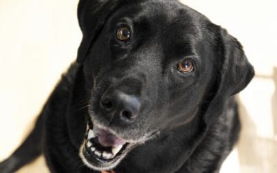 Steps to Teach Your Dog Not to Jump