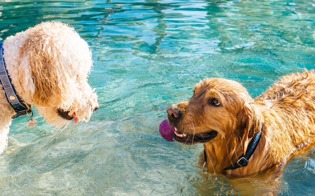 Pet Water Safety for the Summer