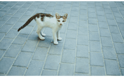 The Life-Saving Act of Microchipping Your Pet