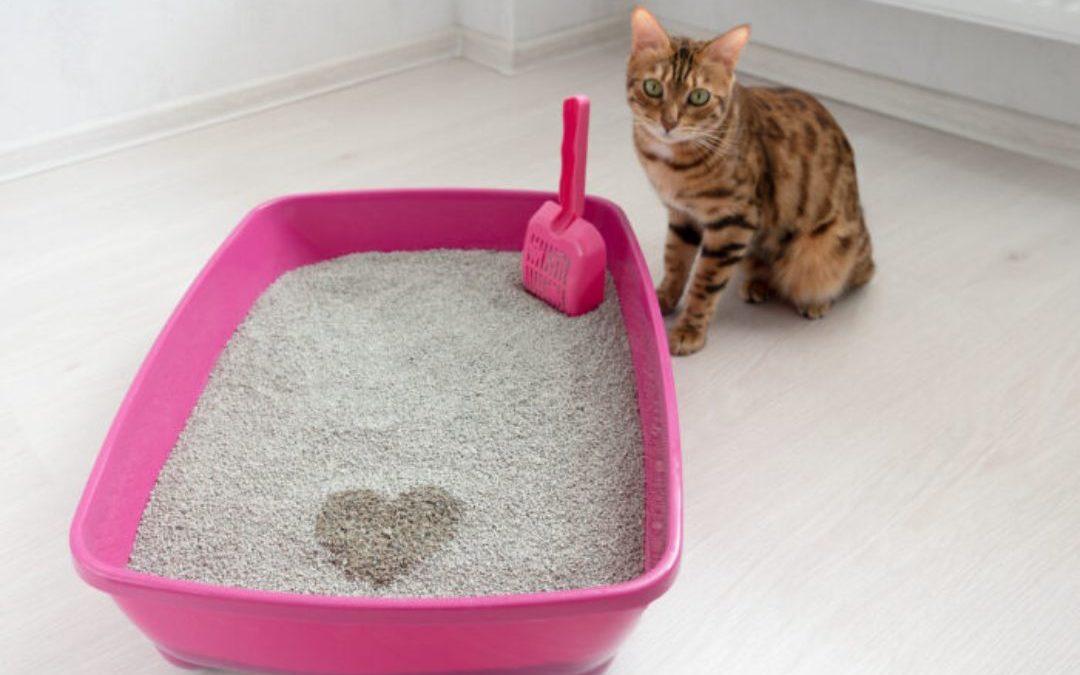 Tips To Get Your Kitty To Use Its Litter Box