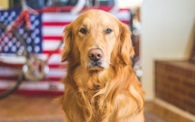 How to Care for a Senior Pet