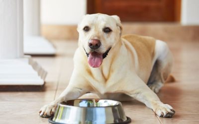 Is Your Pet at Risk of Diabetes?