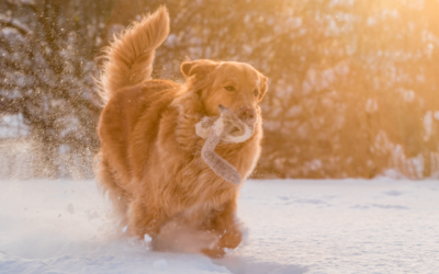 Cold Weather Safety Tips for Pets