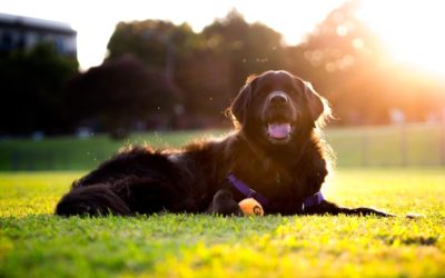Take These Steps To Protect Your Dog From Lyme Disease