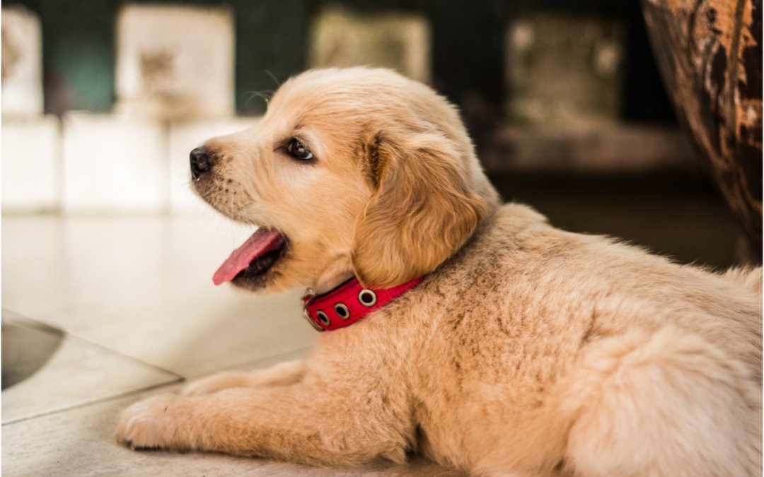 4 Ways to Set Your New Puppy Up for Success