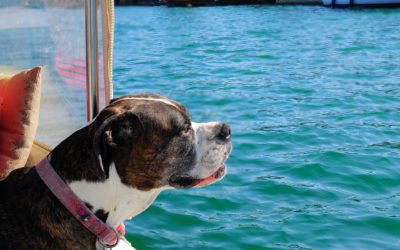 Keeping Your Pet Safe Around Boats and Lakes This Summer