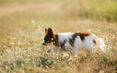 Reasons That Can Cause Diarrhea in Dogs