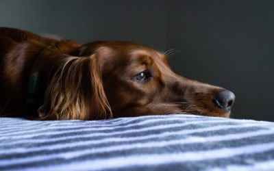 Does My Dog Have the Flu?
