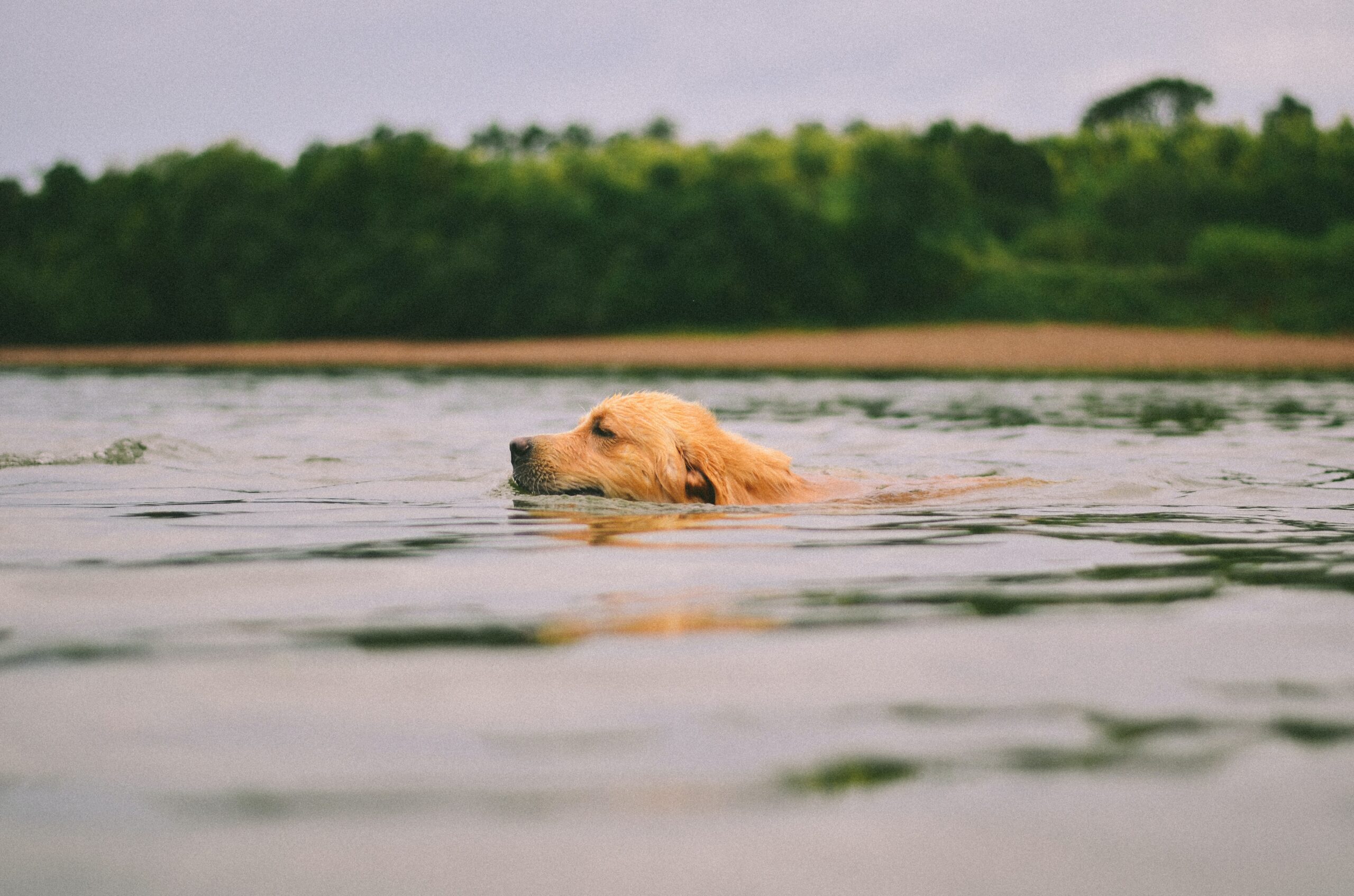 5 Guidelines for Safe Swimming for Pets – Valley Veterinary Clinic