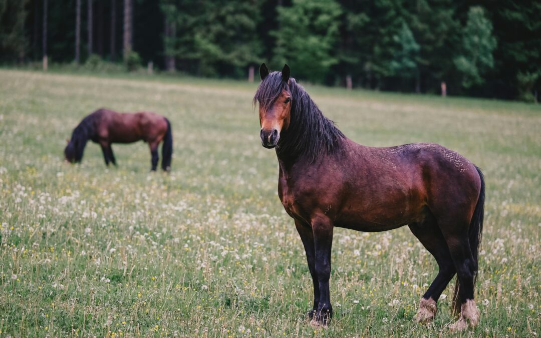 The Sugar Rush: Why Your Green Spring Pastures are Hiding a Hoof Health Hazard