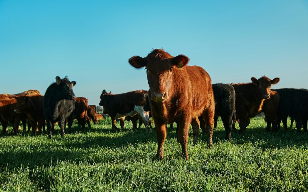 The Summer Heat Slump: Why Your Cattle Are Refusing to Catch When the Humidity Rise