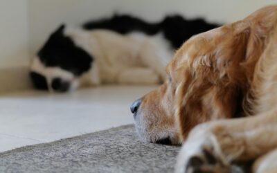 Kitty Boy Blog #3