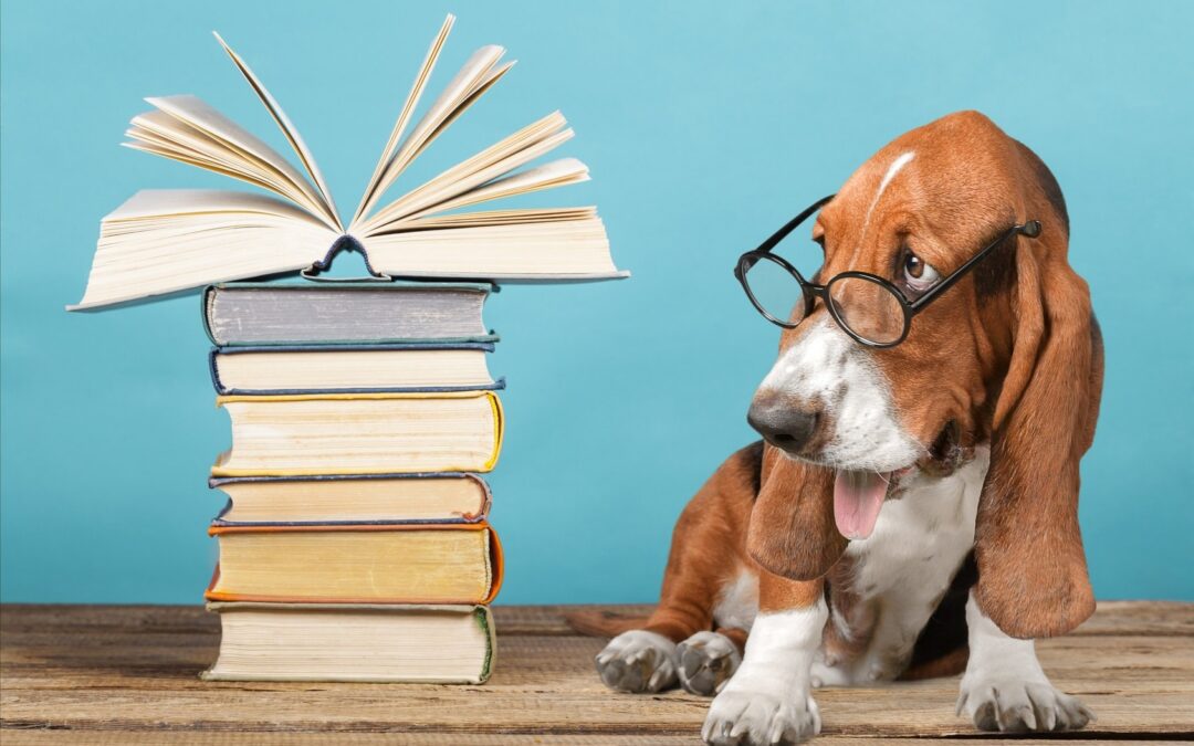 Back-to-School Blues: Helping Your Pets Adjust to an Empty House