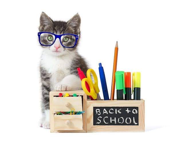 Kitten wearing glasses beside back to school supplies