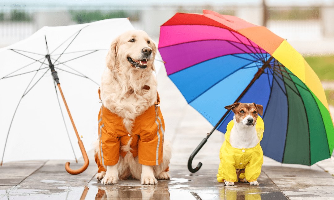Rainy Days & Dark Mornings: Keeping Your Pets Active and Safe During PNW Wet Weather