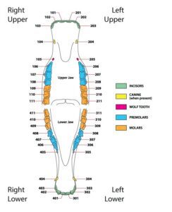 Equine dental chart showing upper and lower teeth